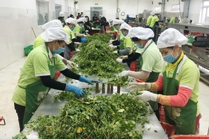 國際無公害蔬菜生產與供應股份公司的出口農產品加工工序。