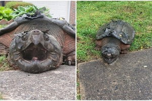 大鱷龜四處遊蕩。（圖源：互聯網）