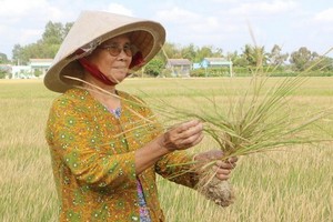 鹽漬及乾旱造成隆安省新柱縣約900公頃冬春造稻穀絕收，經濟損失頗大。（圖源：清豐）