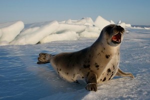 圖為北極圈內的豎琴海豹。（圖源：AFP）