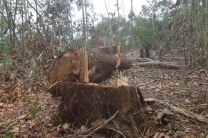 圖為一起非法砍伐林木案現場。（圖源：映玉）