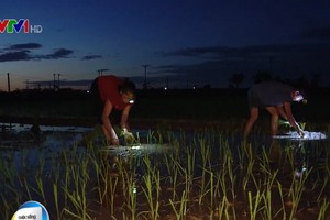 河內市郊外農民夜間配備照亮燈去插秧。（圖源：VTV視頻截圖）