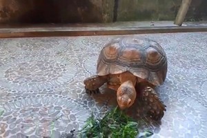 珍稀閉殼龜釋放前近照。（圖源：楊光）