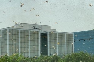 27日下午，大量蝗蟲群出現在德里的古爾岡、帕爾瓦和德瓦爾卡等地，並向北方邦方向移動。（圖源：互聯網）