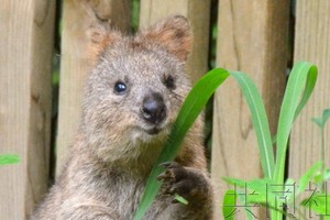 日本埼玉縣兒童動物自然公園 29日向媒體展示了因看起來面帶笑容被稱為“世界上最幸福動物”的短尾矮袋鼠。（圖源：共同社）