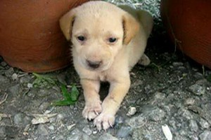 （示意圖源：互聯網）