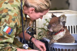 一隻受傷的考拉正在接受治療。（圖源：AFP）