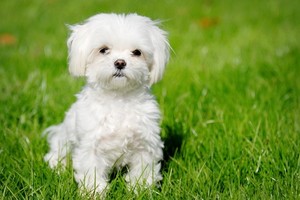 （示意圖源：互聯網）