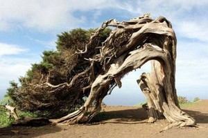 （示意圖源：互聯網）