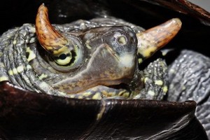 雌龜眼上長有雙角。（圖源：互聯網）