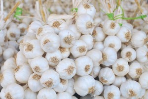 圖為李山島蒜頭。（圖源：明莊）