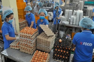 永成達食品股份公司的蛋類加工一瞥。