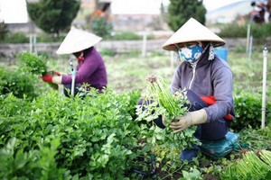 圖為兩名女農夫在收割蔬菜。（圖源：田升）