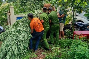 職能力量將非法種植的大麻植物拔除後送去銷毀。（圖源：陳俊）
