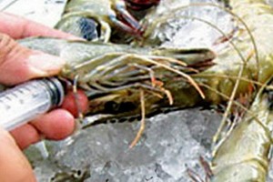 金甌省的一家商販最近因給蝦體注入雜質的違法行為遭罰款6000萬元。（示意圖源：互聯網）