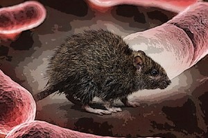 （示意圖源：互聯網）  