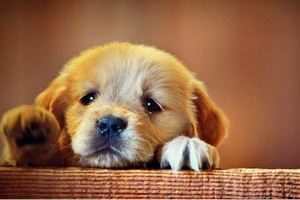 （示意圖源：互聯網）  