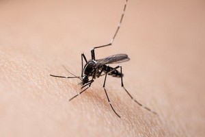 美國堪薩斯州立大學一項研究證實，新冠病毒不能通過蚊子傳播給人類。（示意圖源：互聯網）