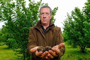 麥克．柯林斯向媒體展示松露。（圖源：互聯網）