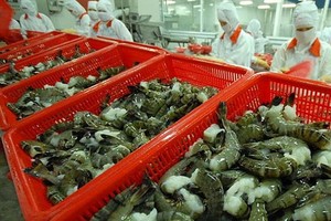 圖為草蝦粗加工工段。（圖源：阮幸）