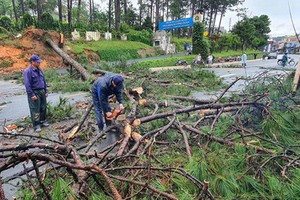 多棵大樹被連根拔起，使當地的交通局部受阻。（圖源：段堅）
