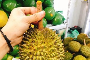 越南新鮮榴槤當前很受澳洲市場的歡迎。（圖源：文福）