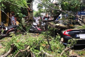 鳳尾大樹枝折斷砸中停在路旁的一輛汽車和多輛摩托車。（圖源：定阮）