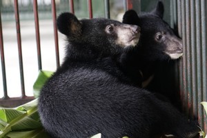 兩頭馬熊現已得到獸醫人員精心照料，體康穩定。（圖源：Four Paws）