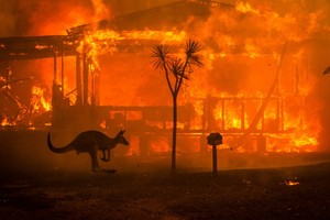 大火中的袋鼠。（圖源：互聯網）