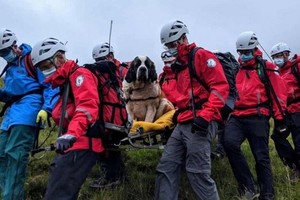 救援隊員合力用擔架將狗狗（中）抬下山。（圖源：互聯網）