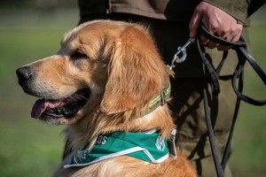 智利警方計畫訓練狗協助防疫，希望牠們能靠嗅聞人們身上的汗液及氣味，偵測新冠肺炎感染者。（圖源：AFP）