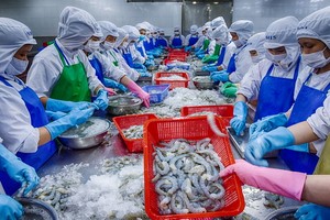EVFTA 協定生效後蝦類出口獲益良多。（圖源：潘清强）