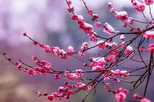 （示意圖源：互聯網）