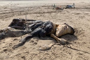 “不明生物”的屍體身長4.57米，“軀體”上有毛皮覆蓋，亦有鰭肢。（圖源：互聯網）