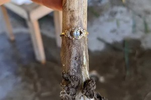 美國12歲少女種田弄丟戒指，9個月後在大蒜上發現。（圖源：推特）