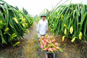 九龍江平原將促進發展水果種植面積。（示意圖源：互聯網）