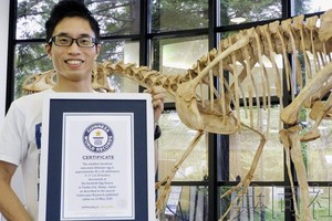 世界上最小的非鳥恐龍蛋化石獲得了吉尼斯世界紀錄的認證。（圖源：共同社）