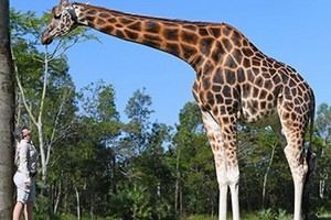 現年12歲的雄性長頸鹿身高5.7米。（圖源：互聯網）