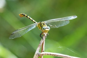 （示意圖源：互聯網） 