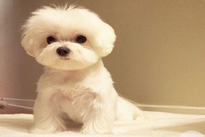 （示意圖源：互聯網）