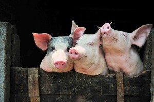 （示意圖源：互聯網）