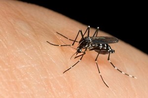 基孔肯雅熱、登革熱症及寨卡病毒等疾病均由Aedes蚊子叮咬傳播病毒所致。（圖源：互聯網）