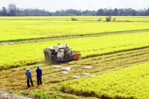 農民在收割稻穀。（圖源：高豐）