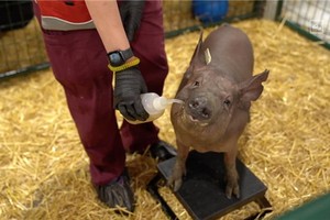 名為 Gertrude 的實驗豬，腦機接口芯片就在它的大腦上，手術傷口已較難分辨出來。（圖源：視頻截圖）