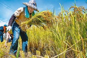 （示意圖源：互聯網）