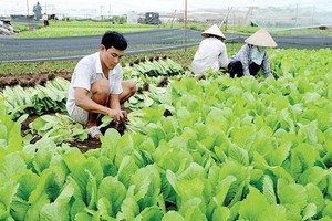 本市農民種植無公害蔬菜。