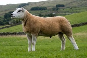 一隻泰瑟爾羊成為全球最貴綿羊。（圖源：Getty Images）