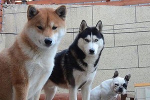 （示意圖源：互聯網）