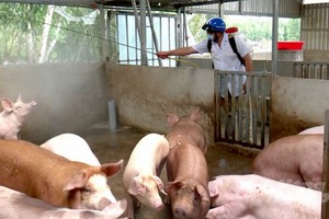 獸醫人員對發生非洲豬瘟的養豬場及其附近進行噴射消毒。（圖源：仲玲）