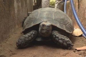 重達32公斤的珍稀烏龜。（圖源：TTO）